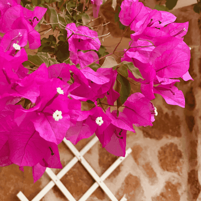 buganvilia blooms
