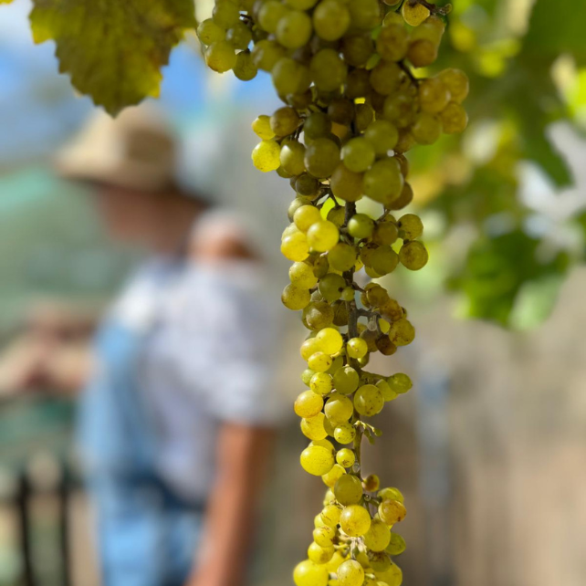 girl and grape vine
